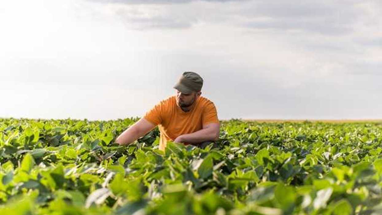A male farmer wearing an orange t shirt crouching in a farm field