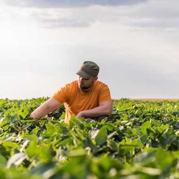 A male farmer wearing an orange t shirt crouching in a farm field