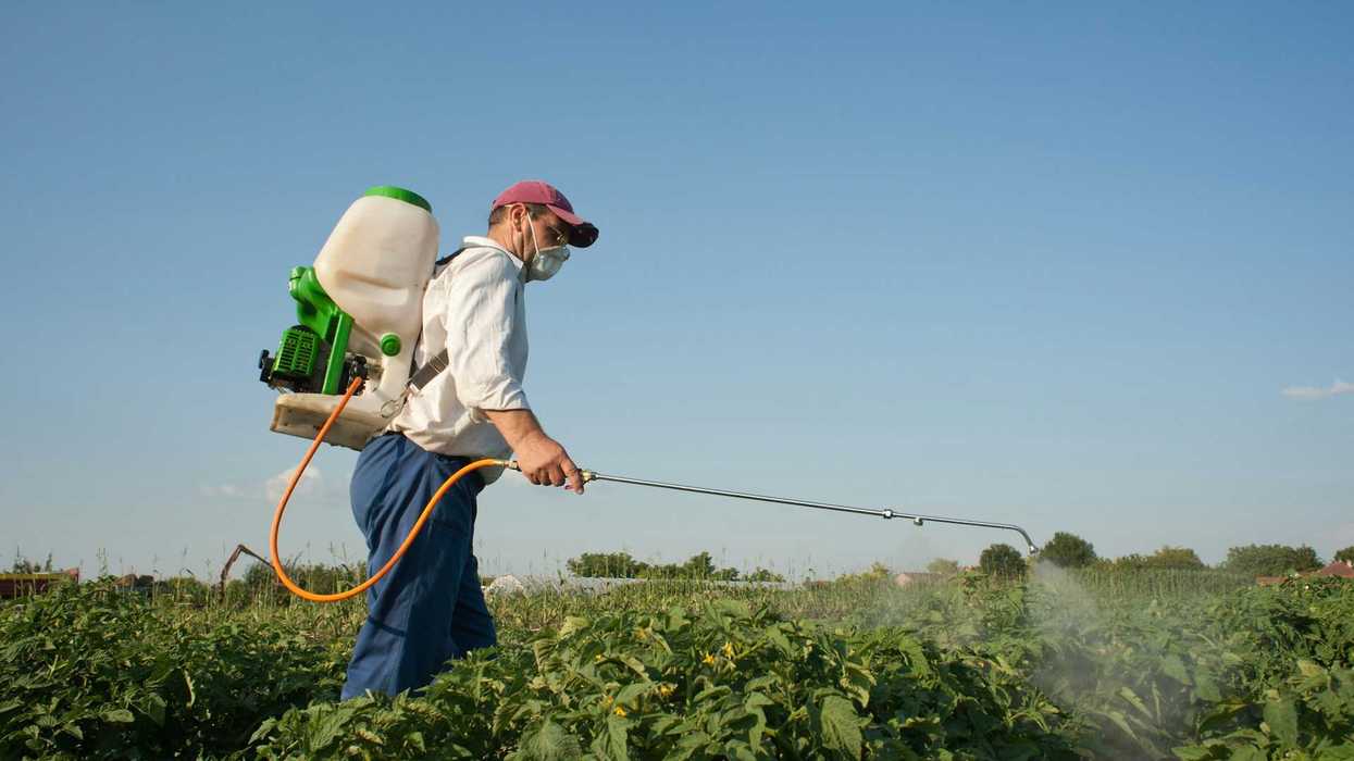 A man applies pesticides to a crop using a hand-held wand.