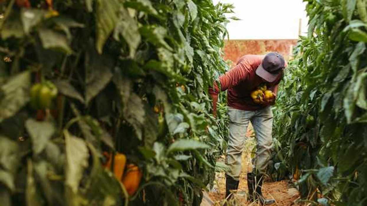 A man in a red shirt picking peppers