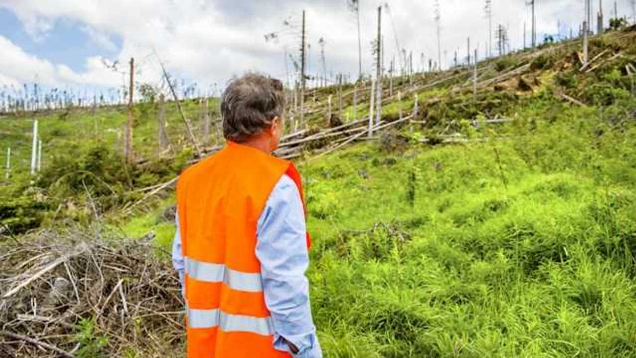 A man in an orange safety vest looking at a deforested section of a hillside