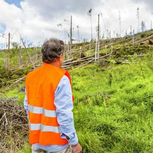 A man in an orange safety vest looking at a deforested section of a hillside