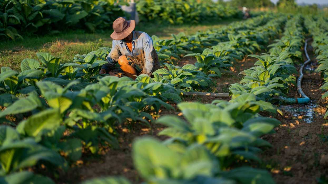 A man kneeling down in a field of plants.