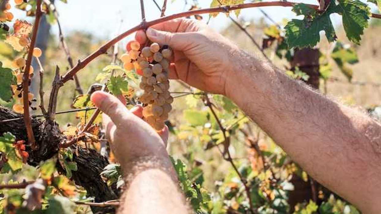 A man looking at a bunch of grapes on the vine