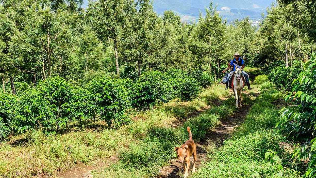 A man on horseback riding through a farm