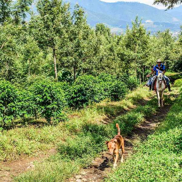 A man on horseback riding through a farm