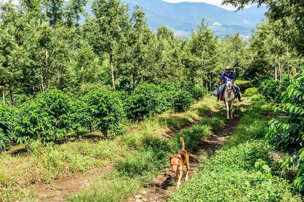 Ancient Maya knowledge helps Guatemalan farmers cut agrochemical use