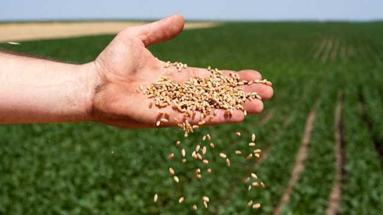 A man's hand scattering seeds onto a farm field