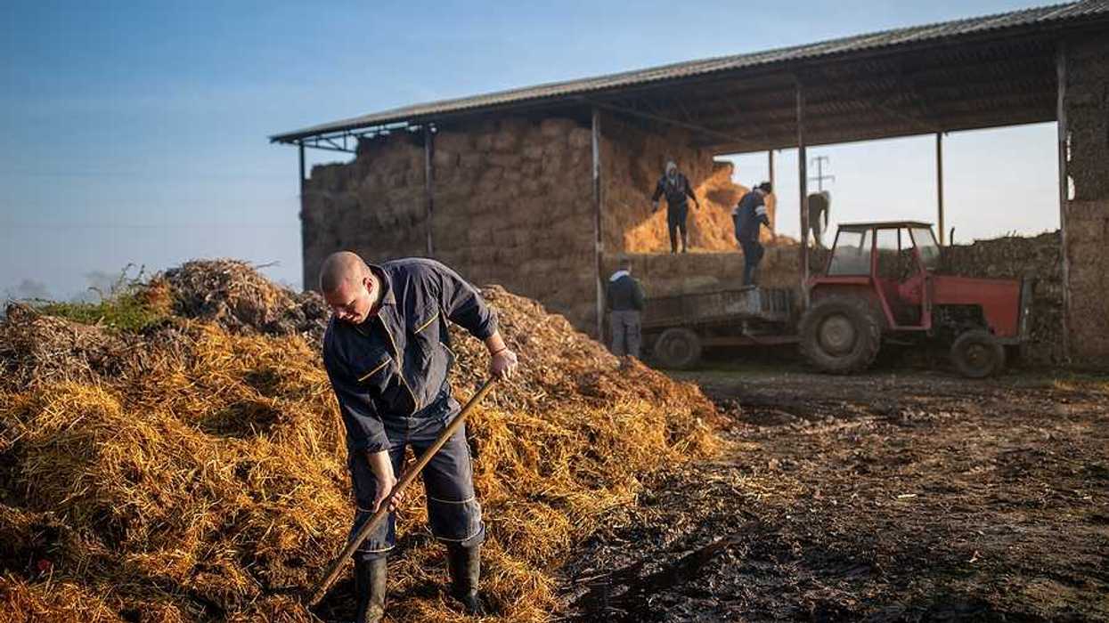 A man shoveling manure at a farm