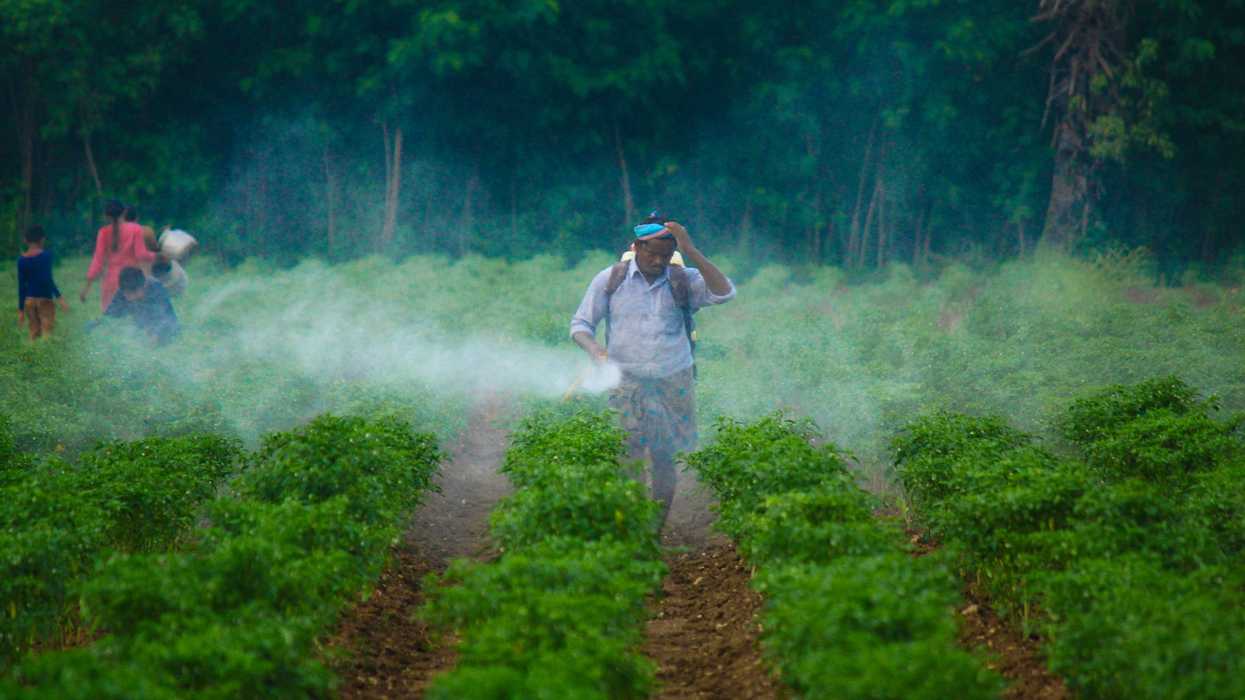 A man sprays pesticides with no protection on a field of green row crops as women and children walk in background.