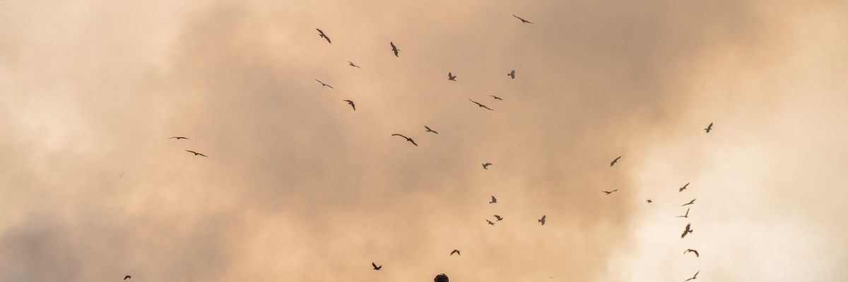 A man stands in the middle of a landfill. Birds fly over mountains of garbage.