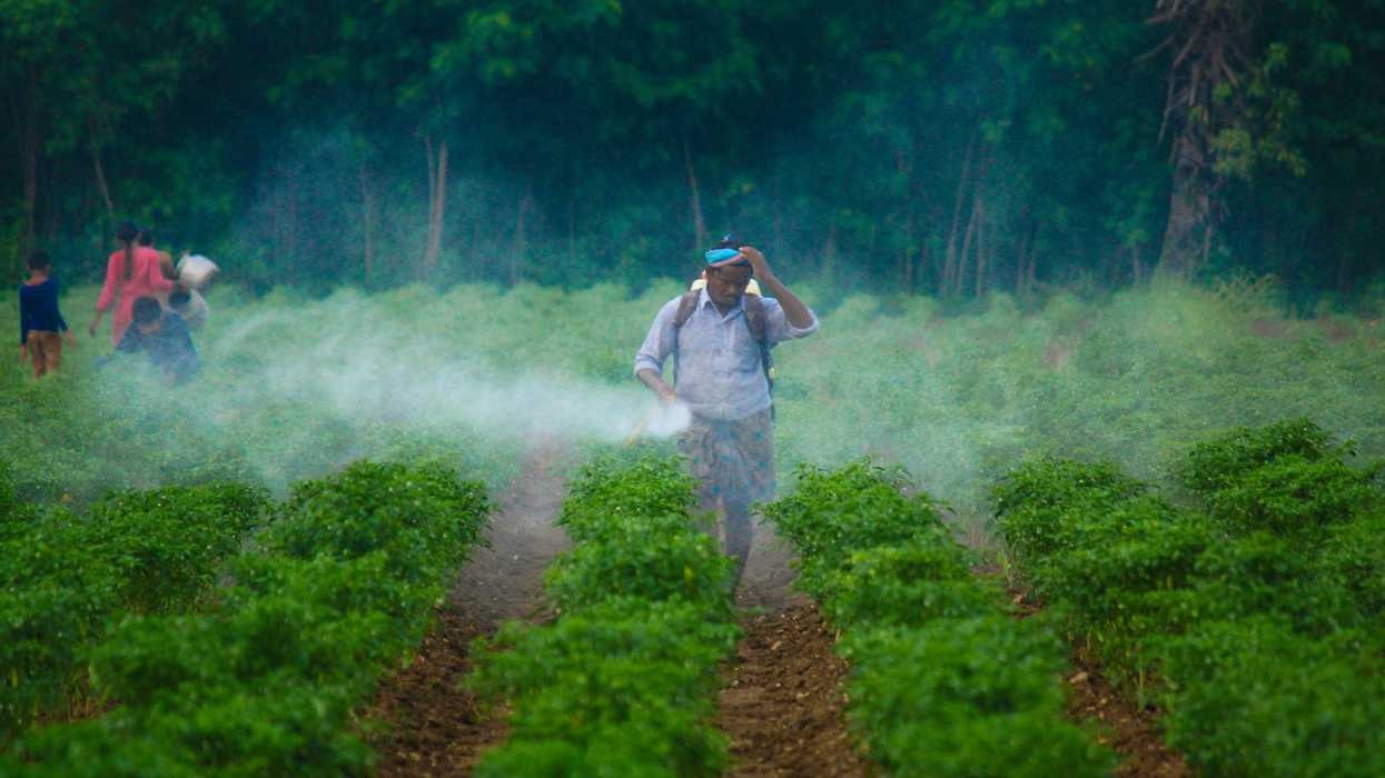 a man walking through a green row crop spraying a pesticide fog.