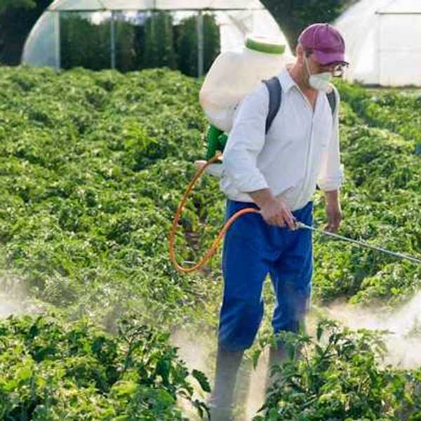 A man wearing a face mask spraying pesticides on a farm field