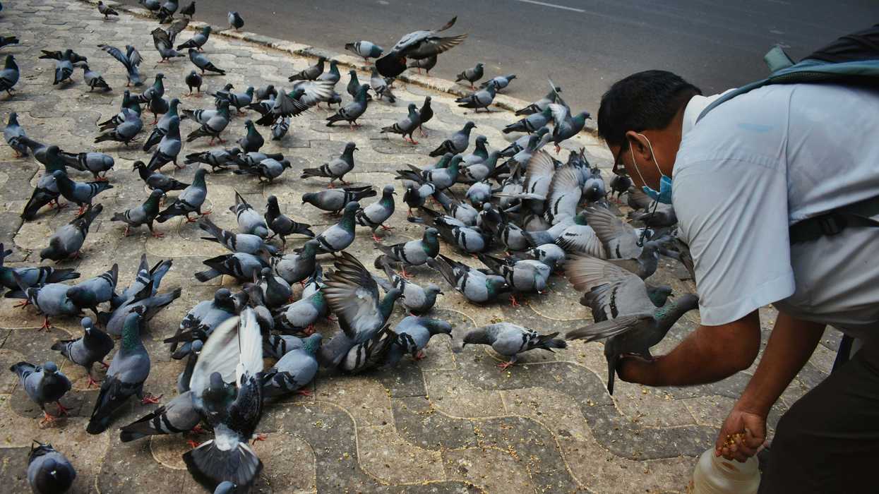 A man wearing a surgical mask bends over to feed a flock of pigeons on a sidewalk.