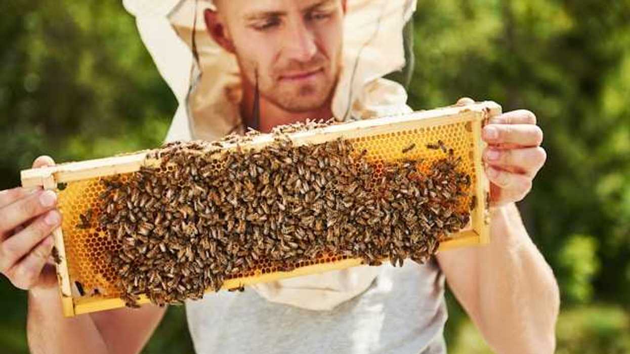 A man wearing white clothing and a white hood holding a tray with bees and honey