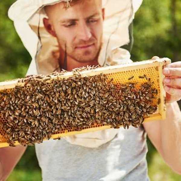 A man wearing white clothing and a white hood holding a tray with bees and honey