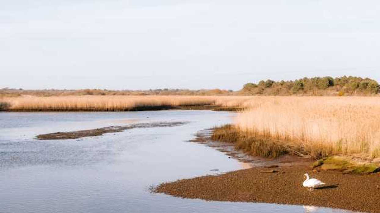 A marshland environment with a shoreline and a duck sitting at the edge of the water