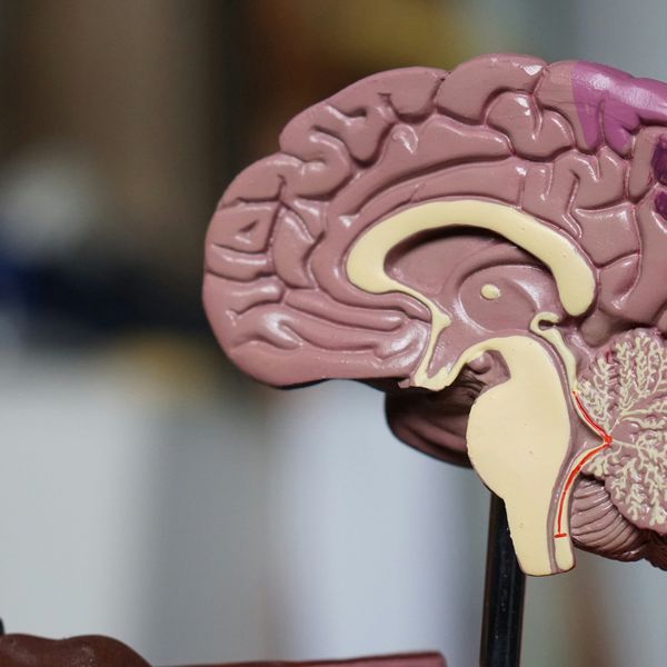 a medical model of the human brain