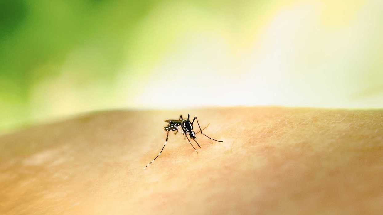 a mosquito crawling on the skin of someone's arm.