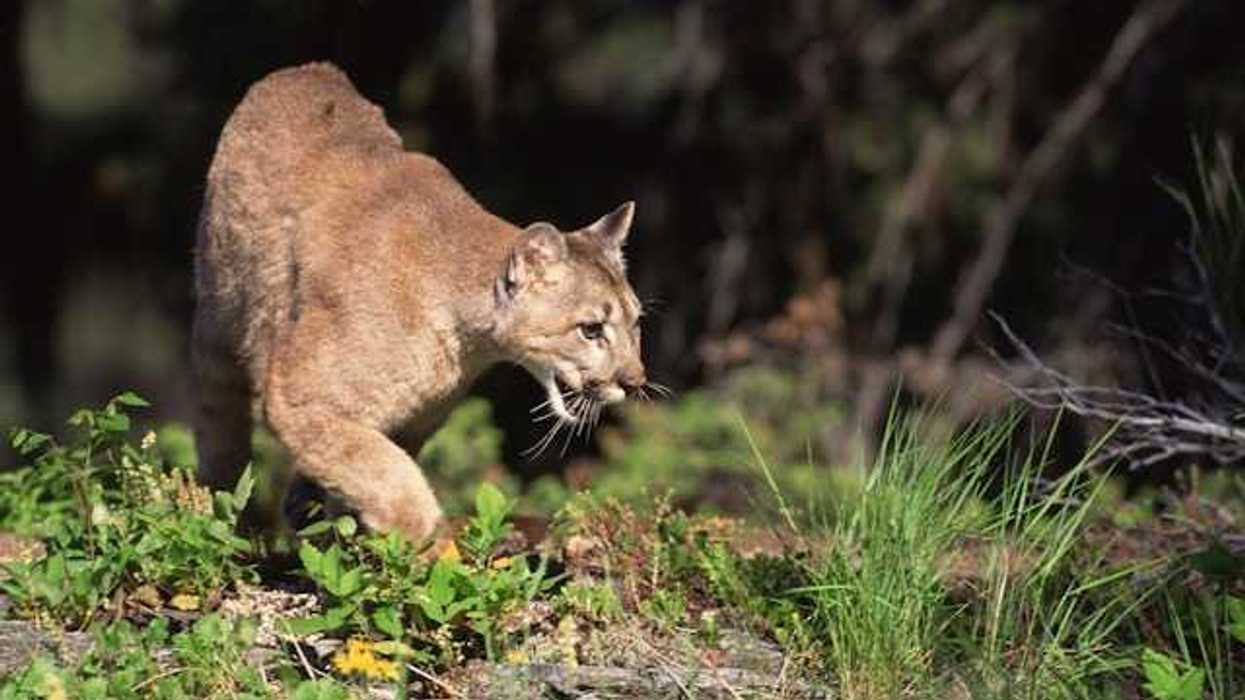 A mountain lion walks through a forest