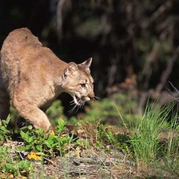 A mountain lion walks through a forest