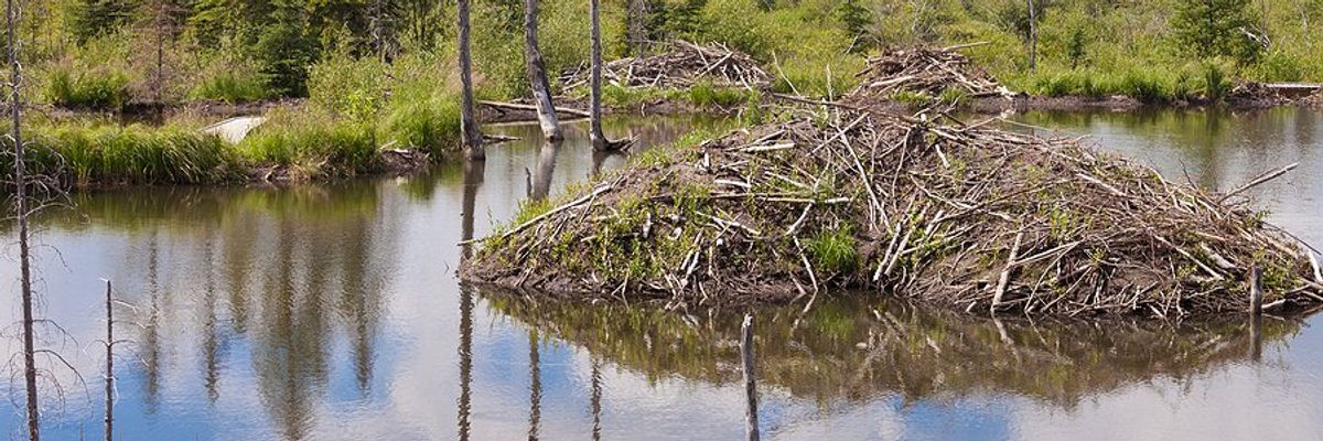 A mountain wetland