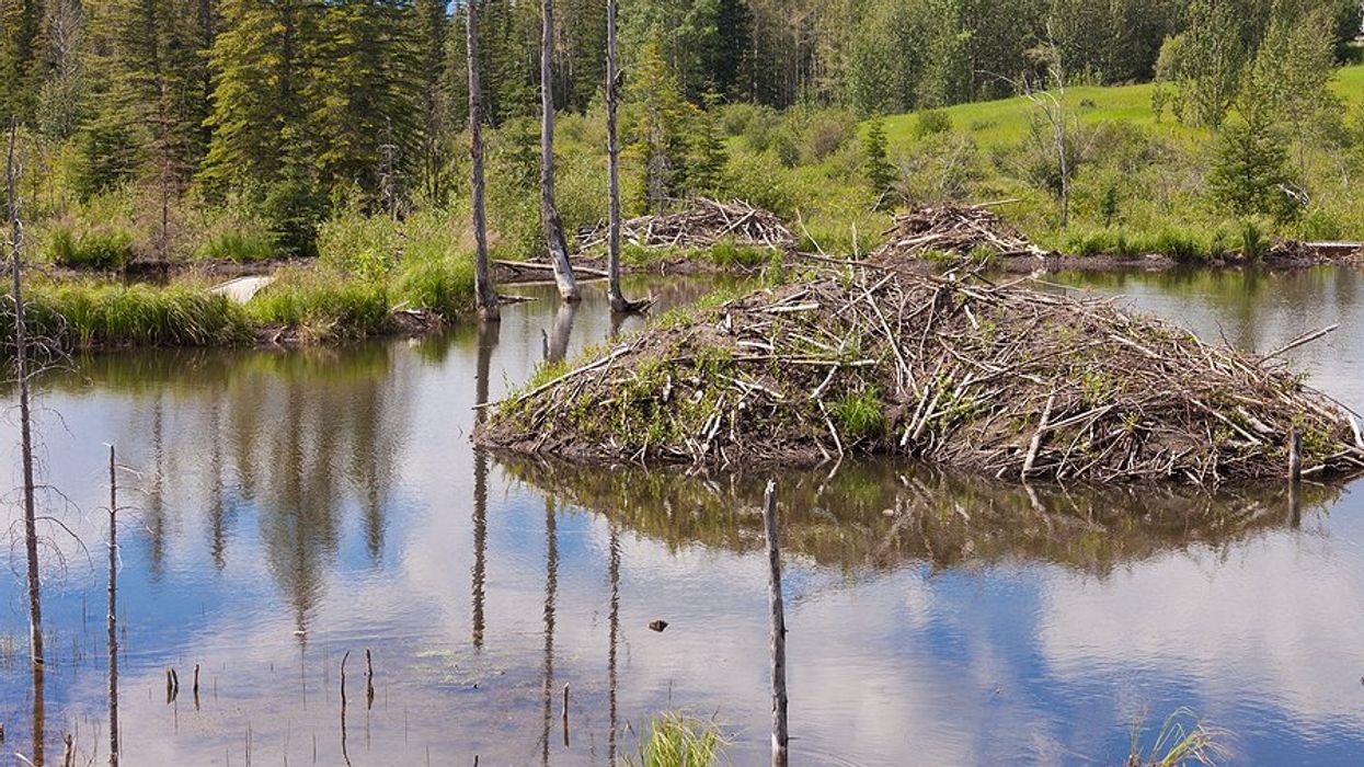 A mountain wetland
