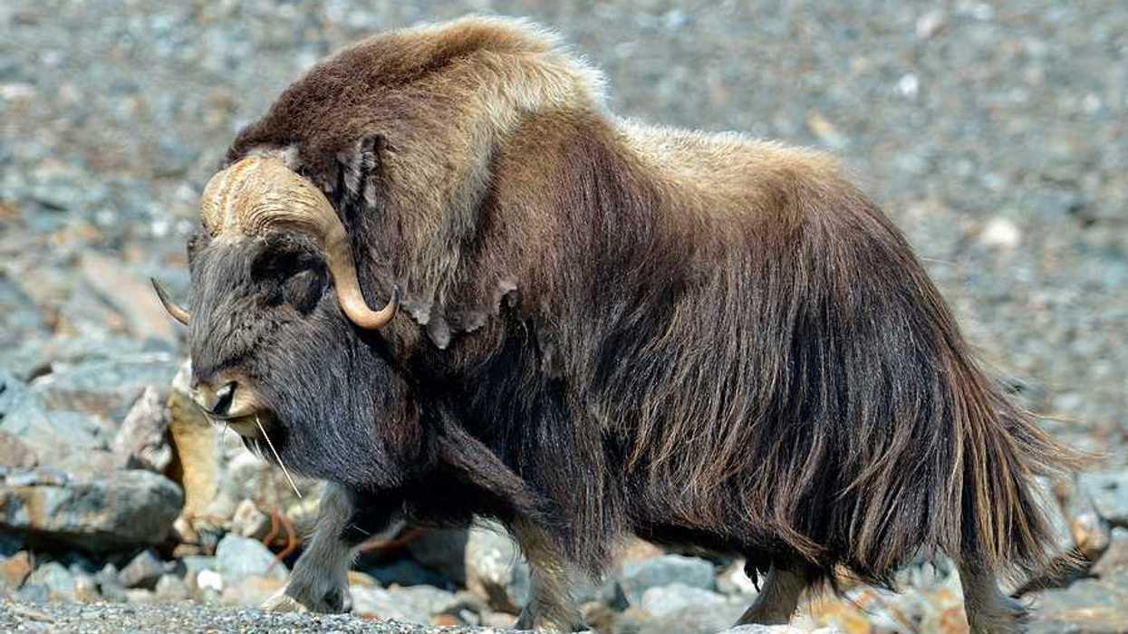 A musk ox with brown fur walking in a rocky landscape