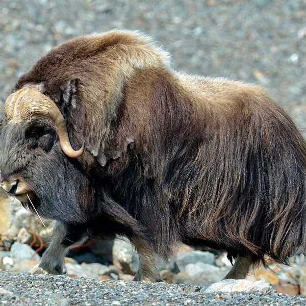 A musk ox with brown fur walking in a rocky landscape