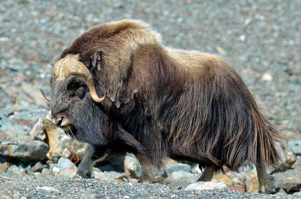 Canadian muskoxen hit by double punch of novel diseases and climate change