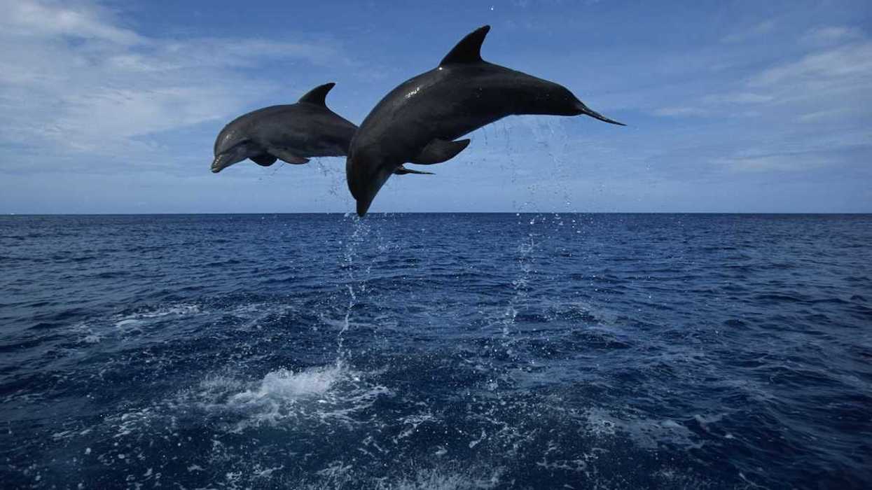 A pair of airborne dolphins leaping out of the water.