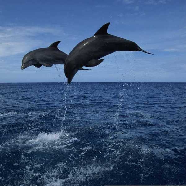 A pair of airborne dolphins leaping out of the water.