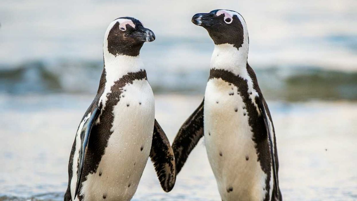 A pair of Arfican penguins standing in ocean surf