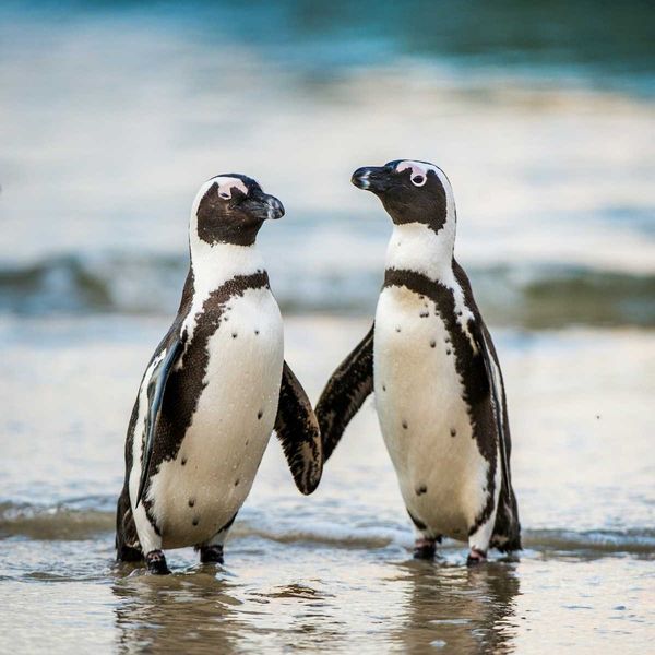 A pair of Arfican penguins standing in ocean surf
