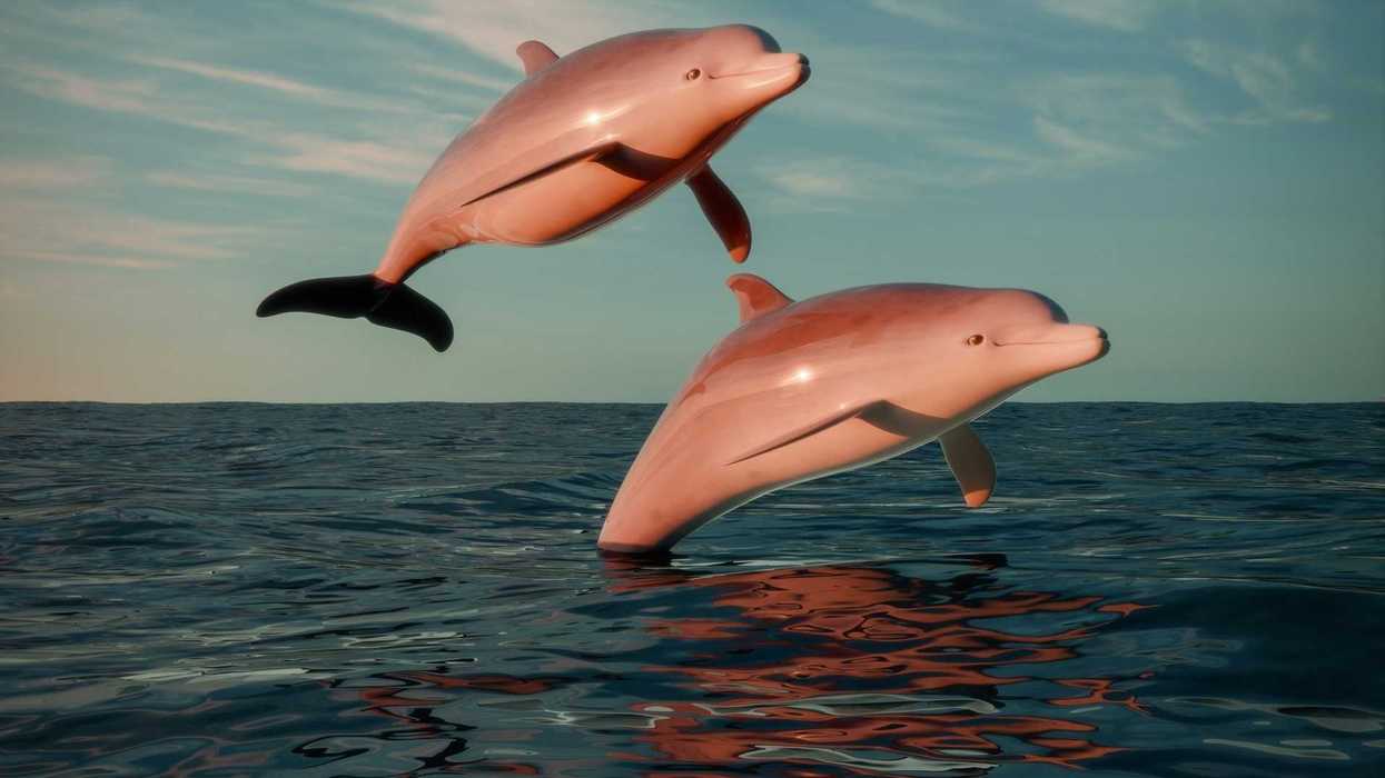 A pair of dolphins leaping out of the water