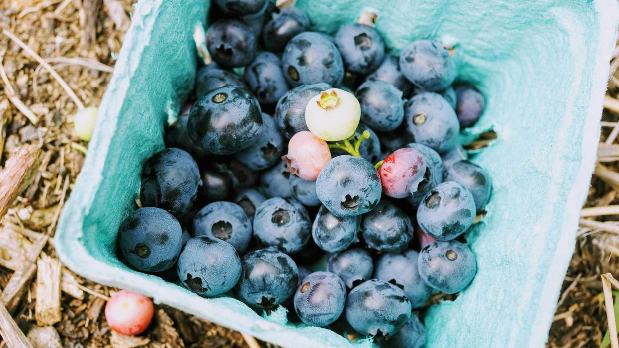 a pale blue basket of blueberries sitting on the ground.