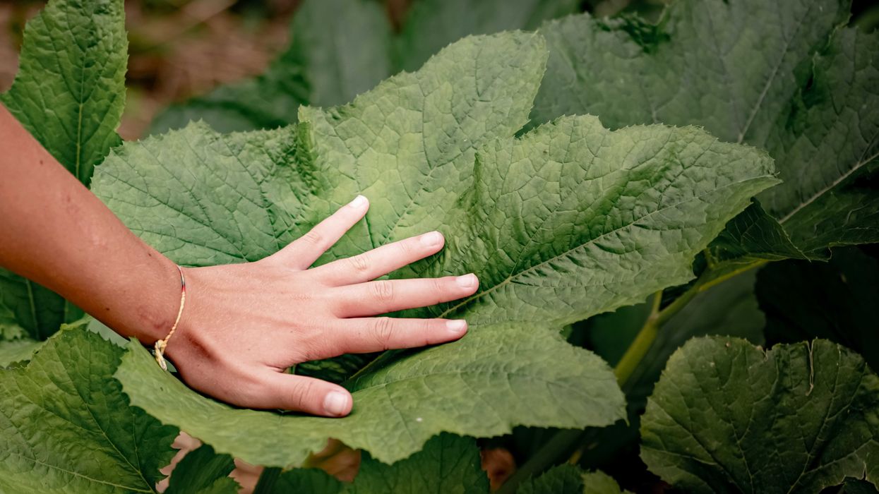A palm with fingers splayed planted in the middle of a large green leaf.