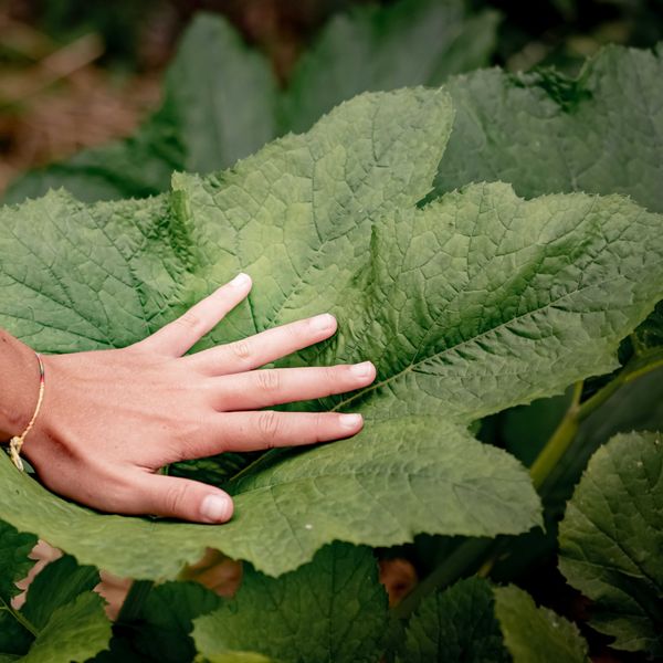 A palm with fingers splayed planted in the middle of a large green leaf.