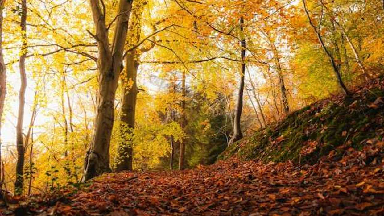 A path in the woods full on red leaves on the ground