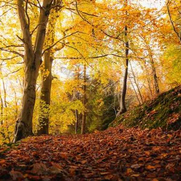 A path in the woods full on red leaves on the ground
