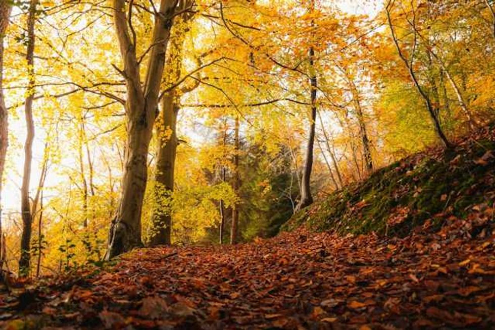 Fall colors delayed by climate change