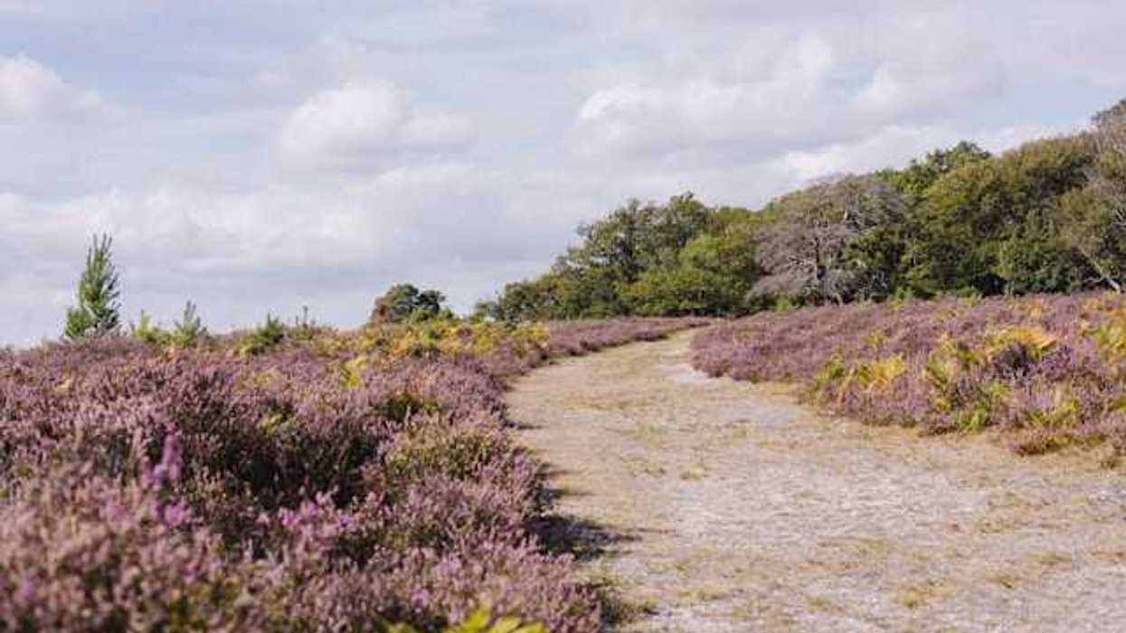 A path leading through moorland with low bushes on each side