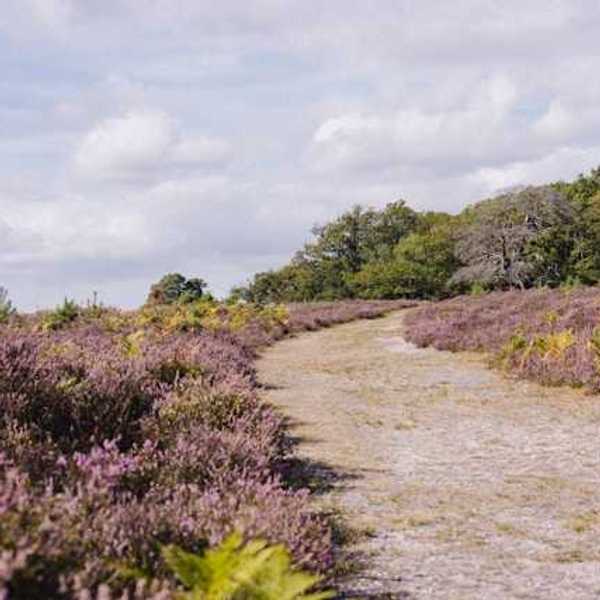 A path leading through moorland with low bushes on each side