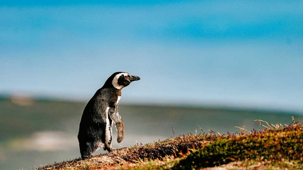 a penguin standing on a hill with a blue sky in the background.