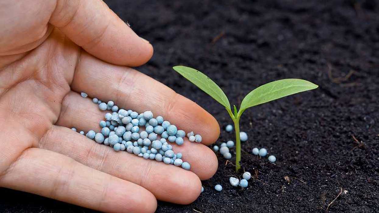 A person applying fertilizer to the soil near a small plant