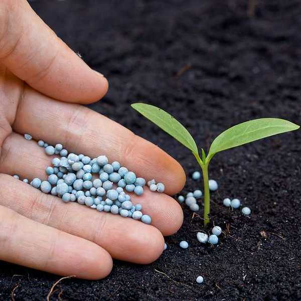 A person applying fertilizer to the soil near a small plant