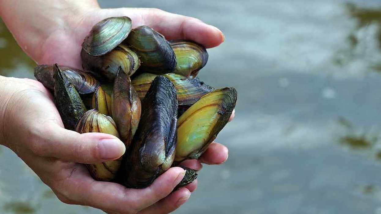 A person holding a handful of freshwater mussels