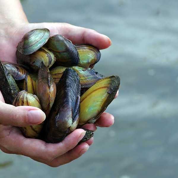 A person holding a handful of freshwater mussels