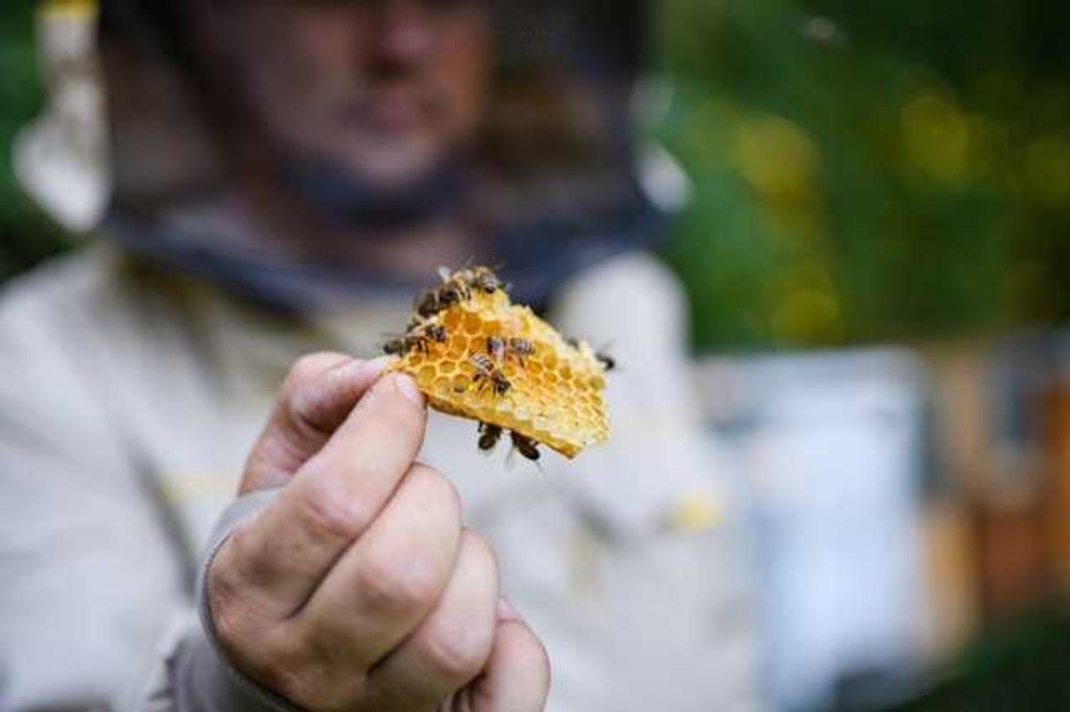 America's bees are dying in record numbers. New Jersey is…