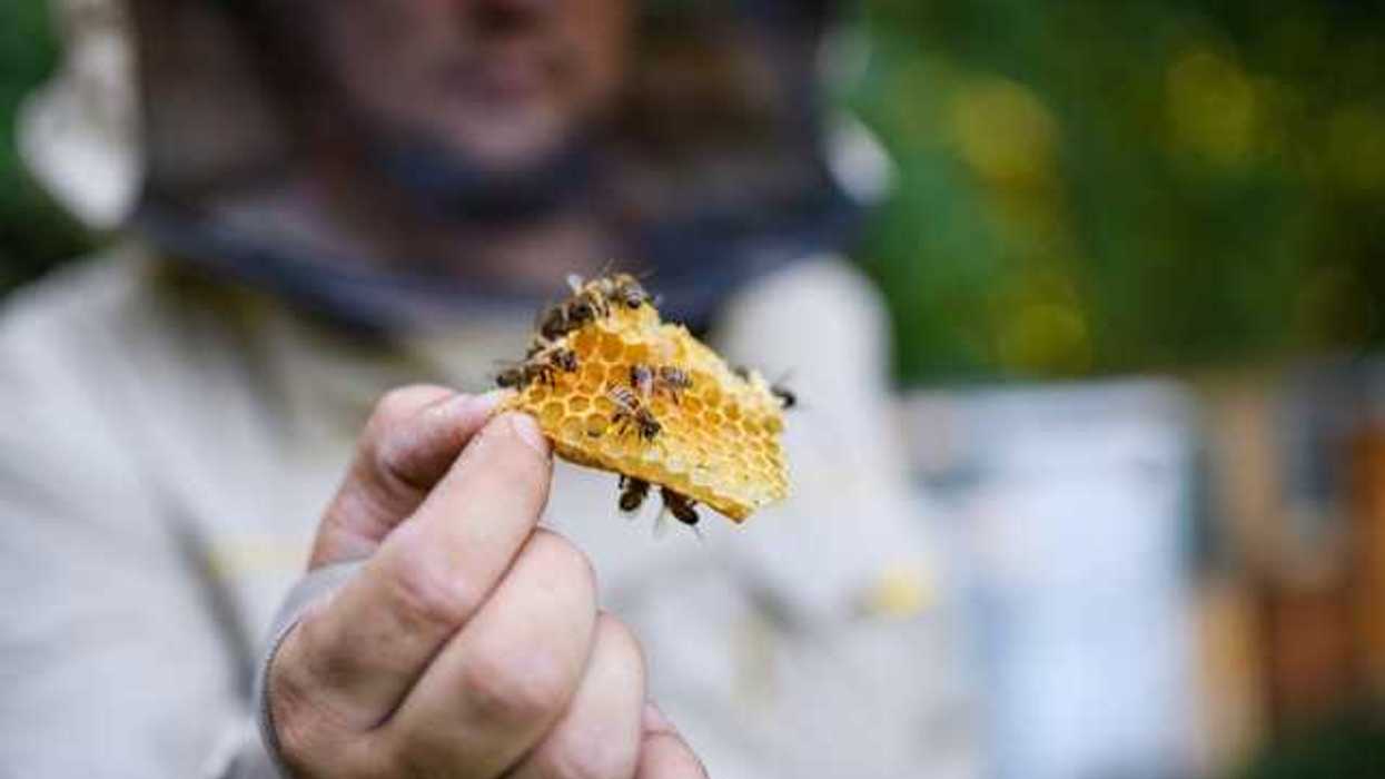 A person holding a honey comb with bees on it